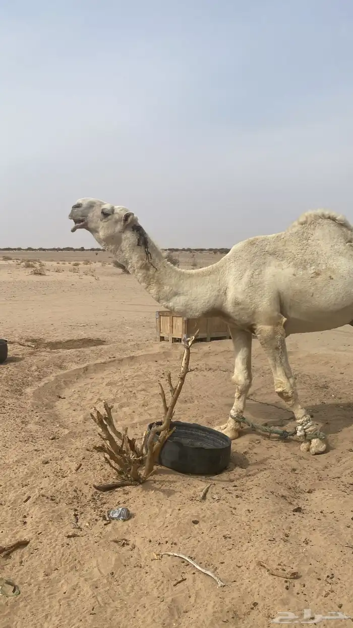 للبيع الباتلي الحيسوني 1