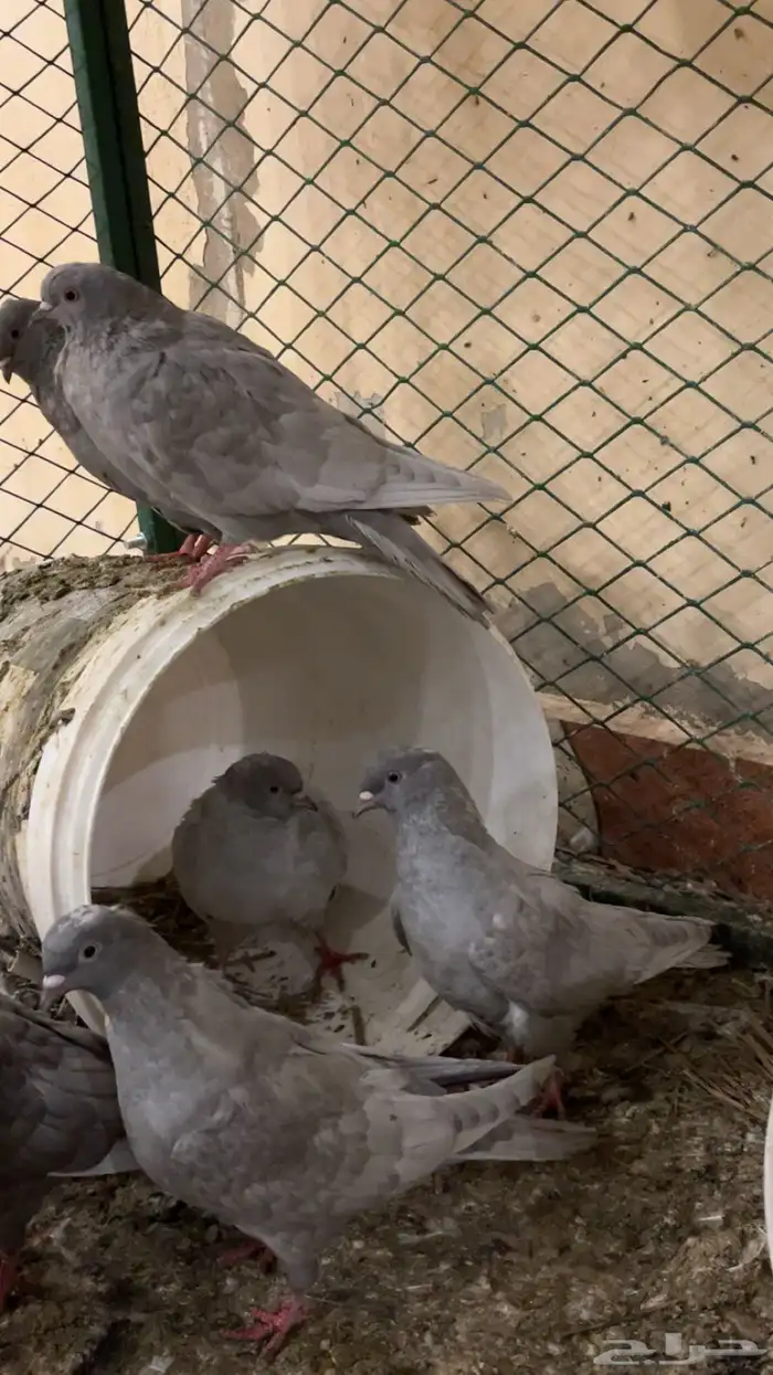 حمام غير معروف بس انا الي اشوف حمام قلابي ي لوت ي قلاب 4