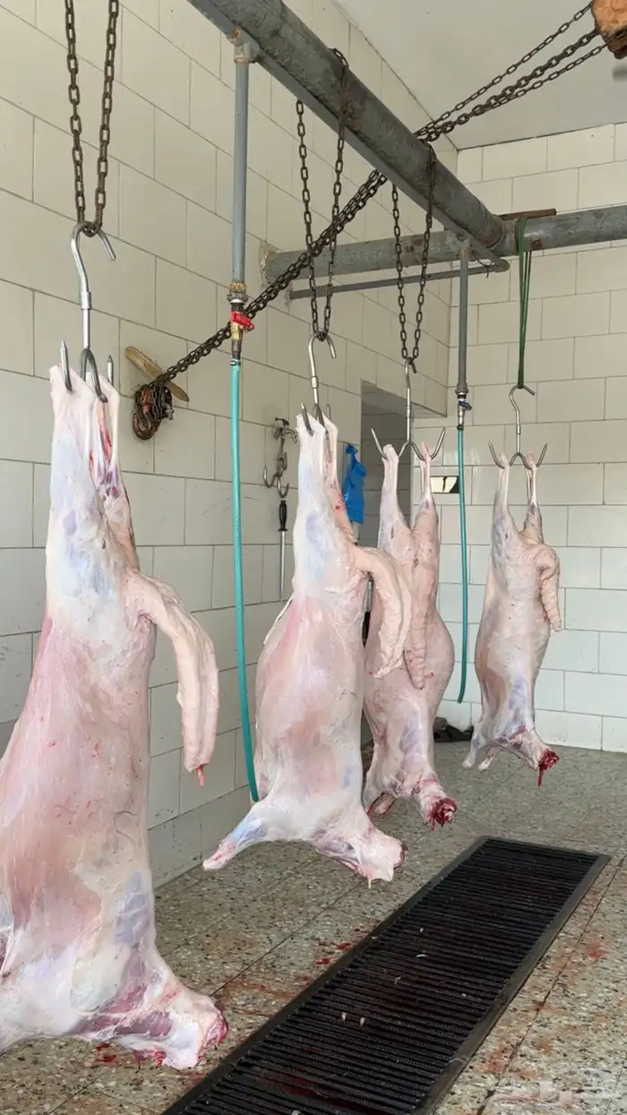 سواكن شبيه الحري شحم . 1