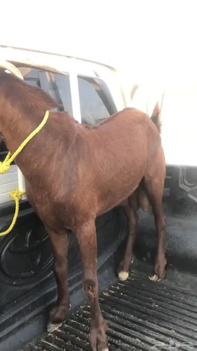 تيس ادهم فحل  (ثني) index