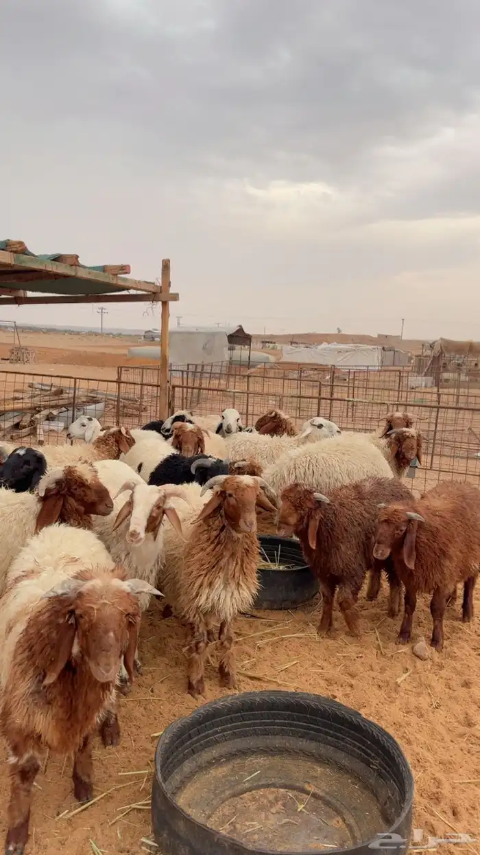 خرفان العدد 25 ( بريدة) 5