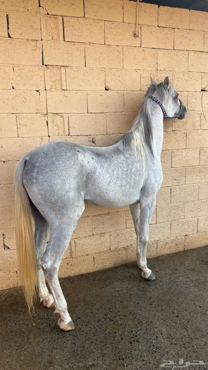 حصان للبيع كفو 0