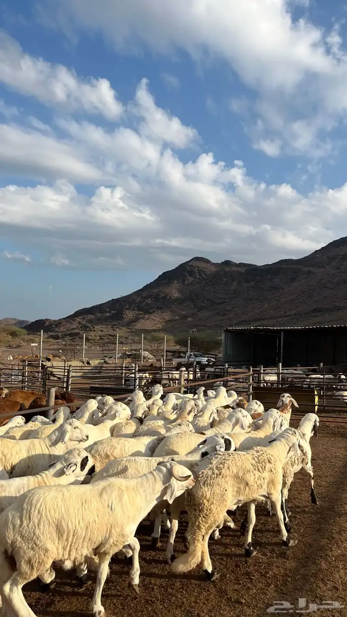 طليان سواكن جادعان شبيه الحري 7