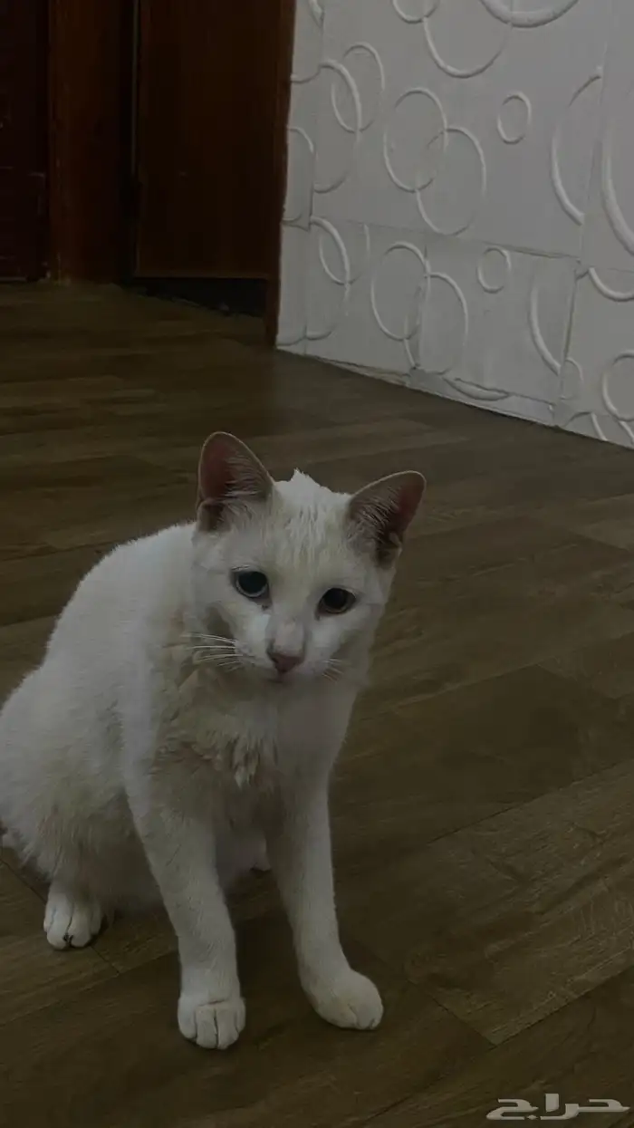 للبيع. الجنس  ذكر. لون العيون  ازرق و برتقالي .يحب اللعب 1