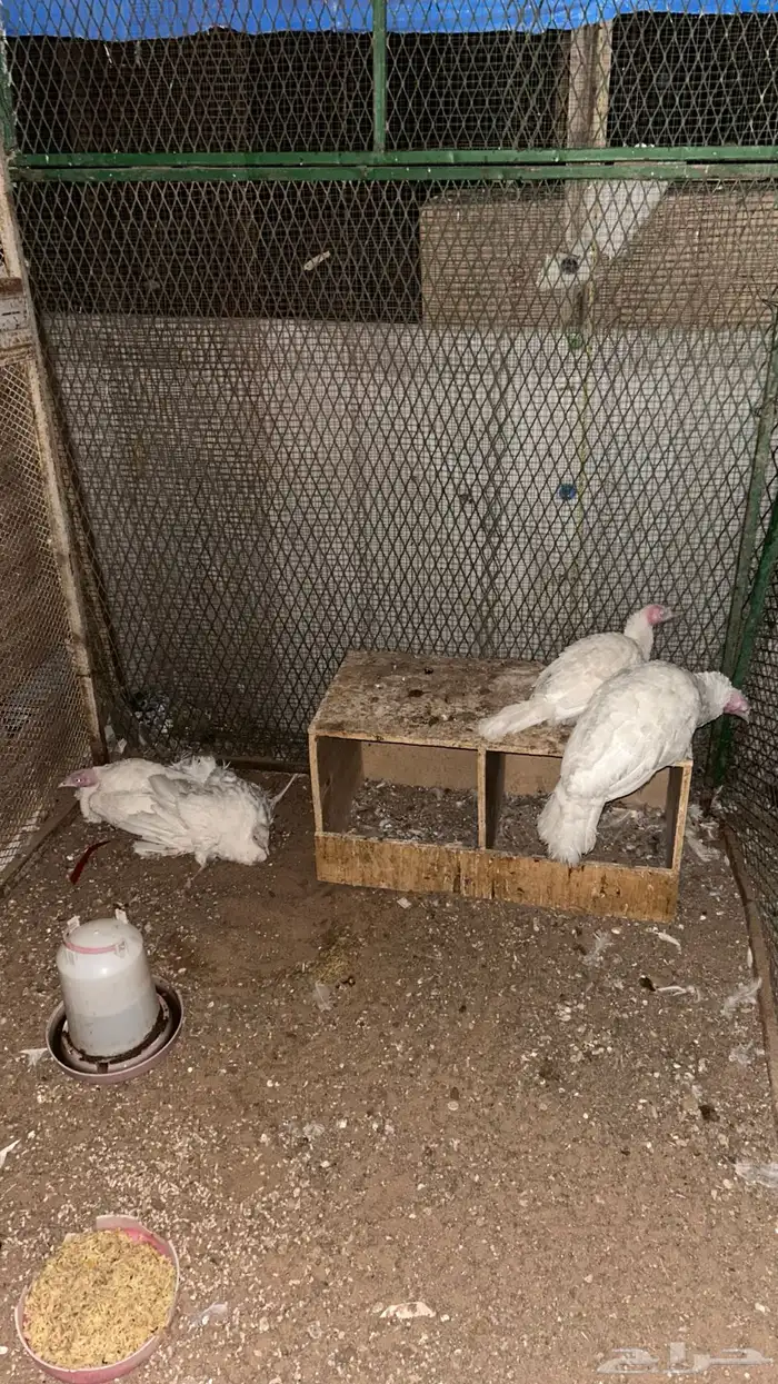 رومي للبيع 1