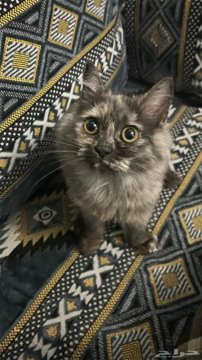 قطط للتبني 1