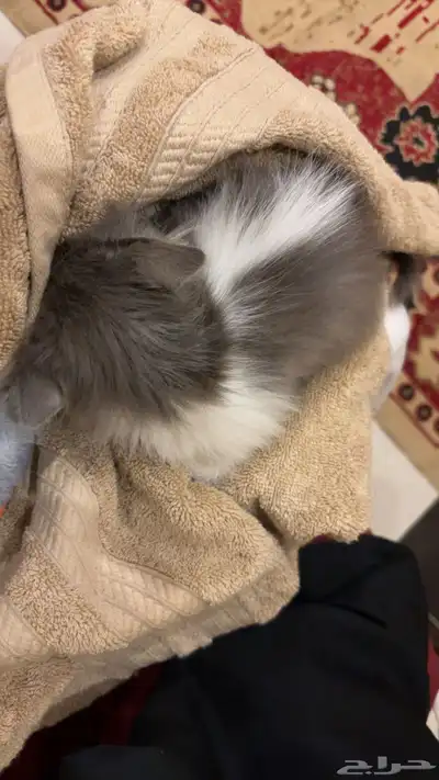 قط منقذ للتبني index