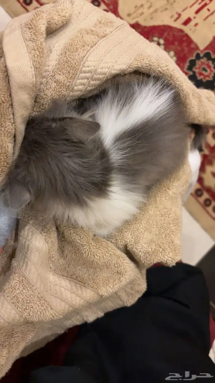 قط منقذ للتبني 2