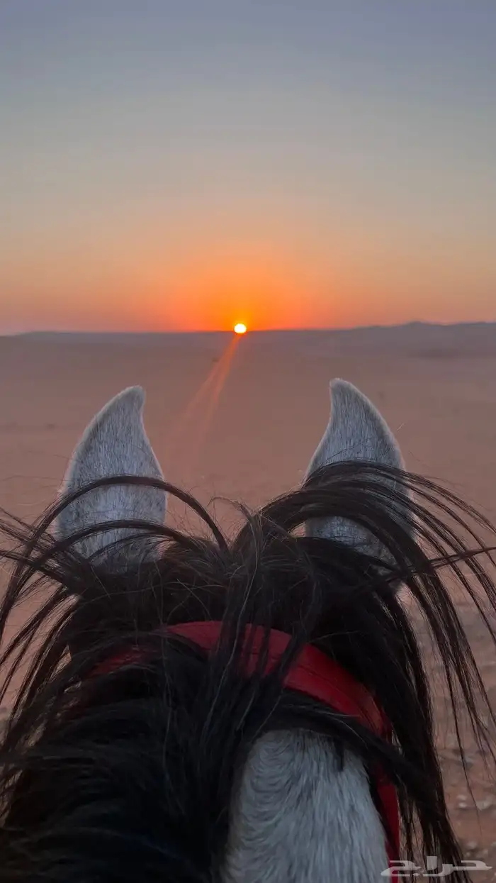 مربط نجدRQ للايواء عسف تدريب تشغيل 2