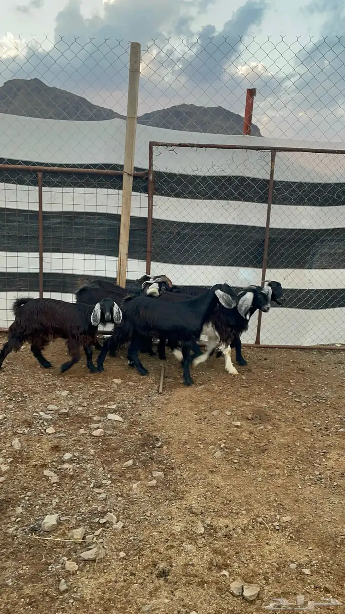 جفار (تم البيع ) 5