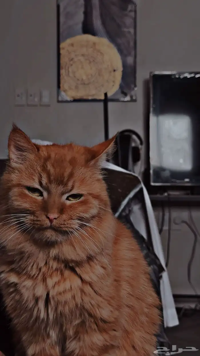 قط للتبني معقم نظيف جدا وحجمه كبيره و مرتب 0