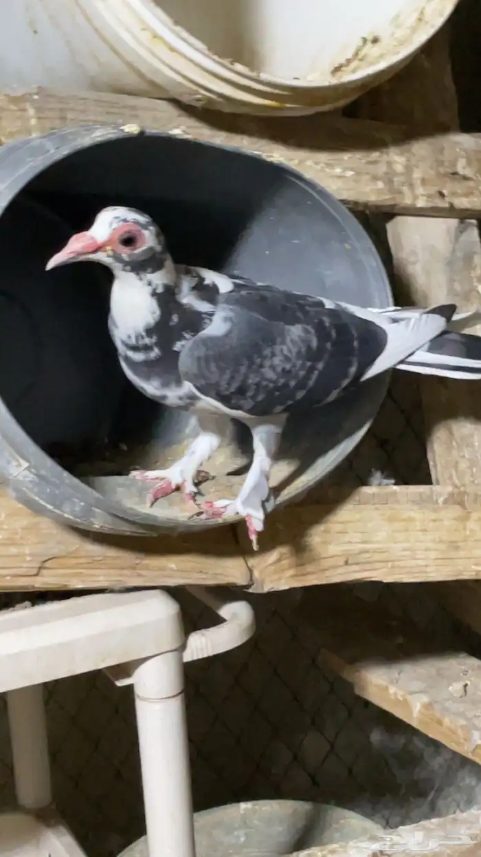 جوز حمام حساوي تحتهم فرخ 2