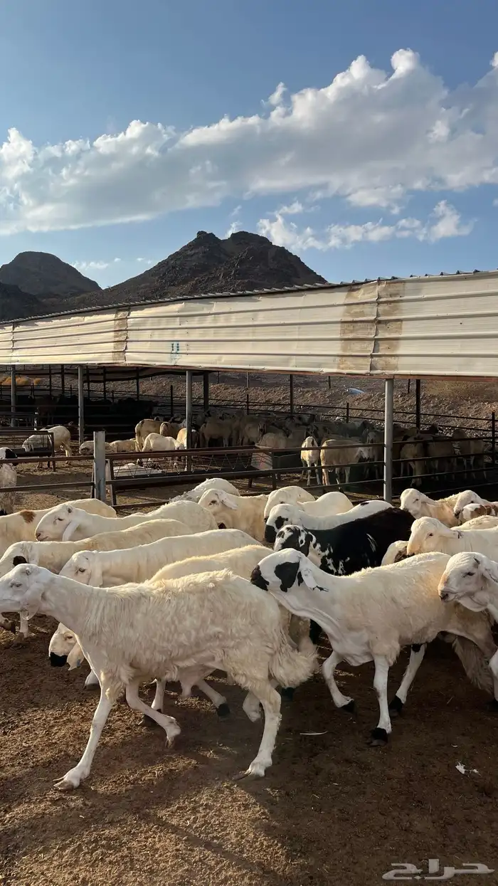 طليان سواكن جادعان شبيه الحري 14