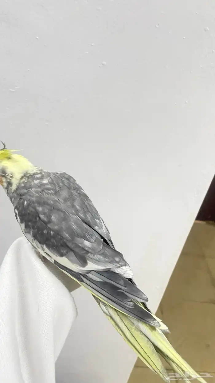 كروان اليف 3