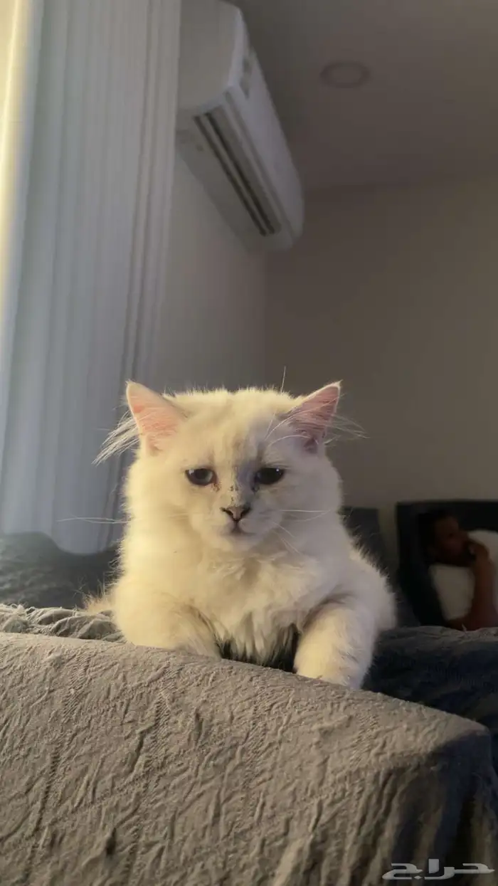 كيتن اثنى شيرازي 6