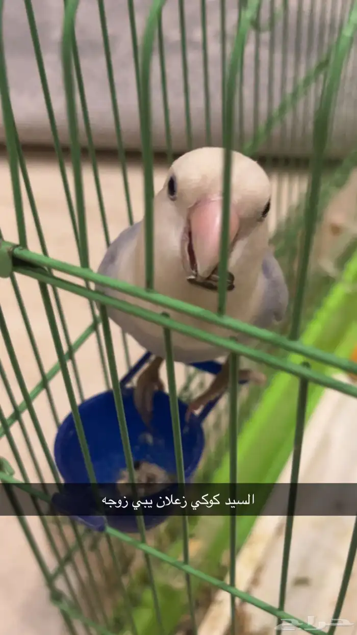 للبيع زوز تربيه يبي تزاوج 1
