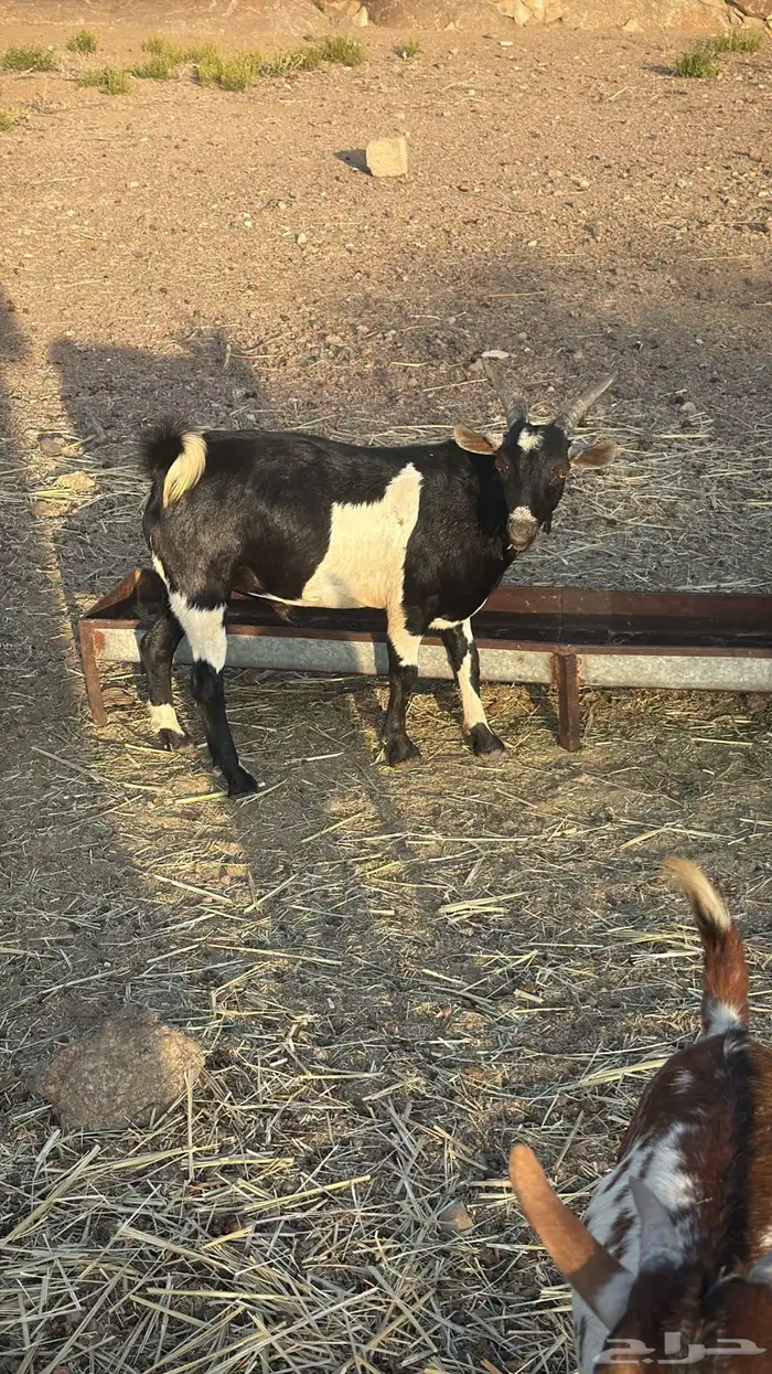 تيوس بلدي ساس وتربية فل شحم 3