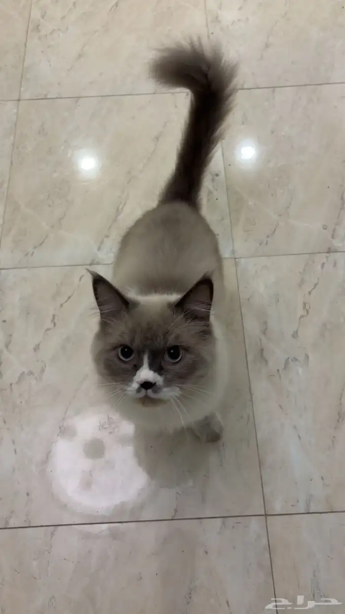 قطو هملايا للتبني 1