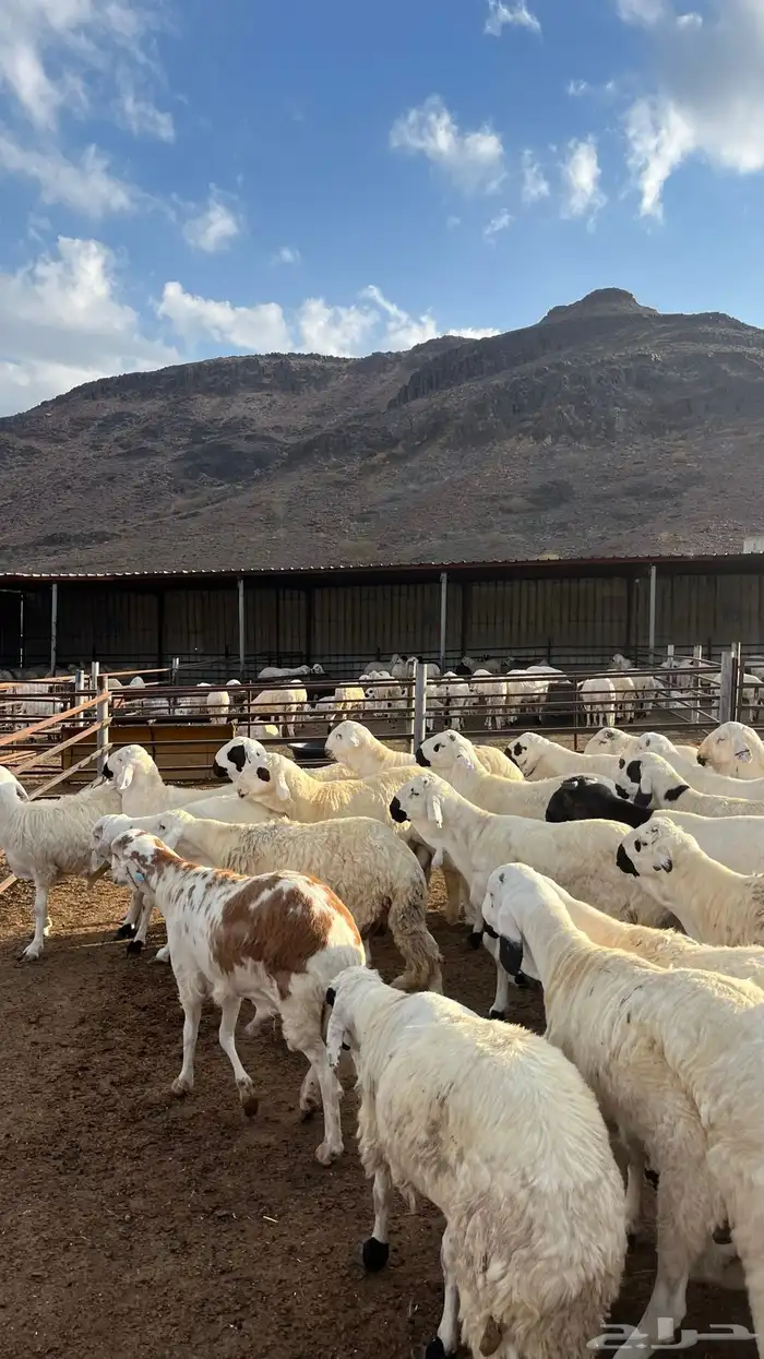طليان سواكن جادعان شبيه الحري 27