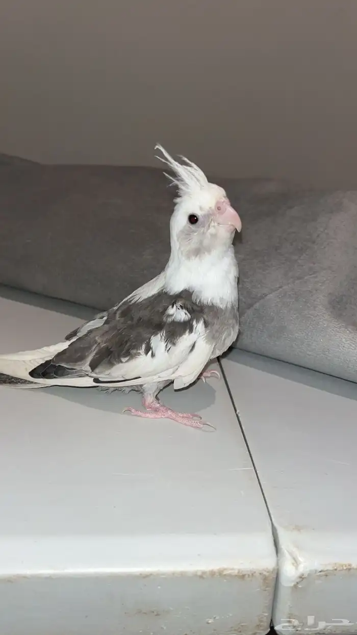 كروان هولندي 0