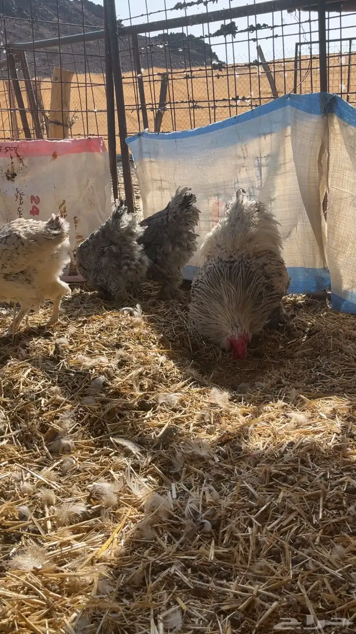 دجاج براهما بياض 1