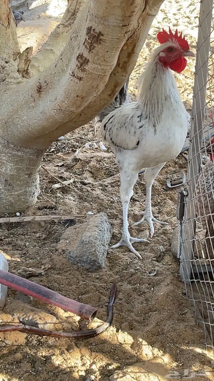 ديوك فيومي. و بلدي 9