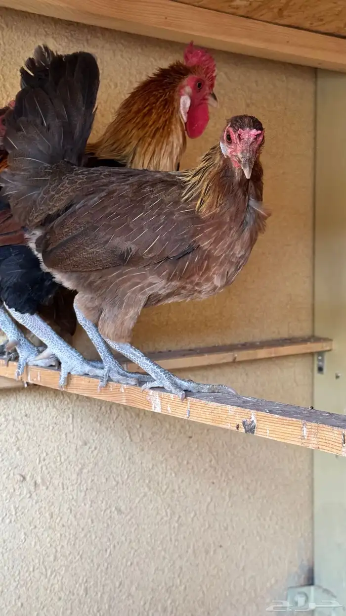 دجاج عربي ترثه اصيل فري 74