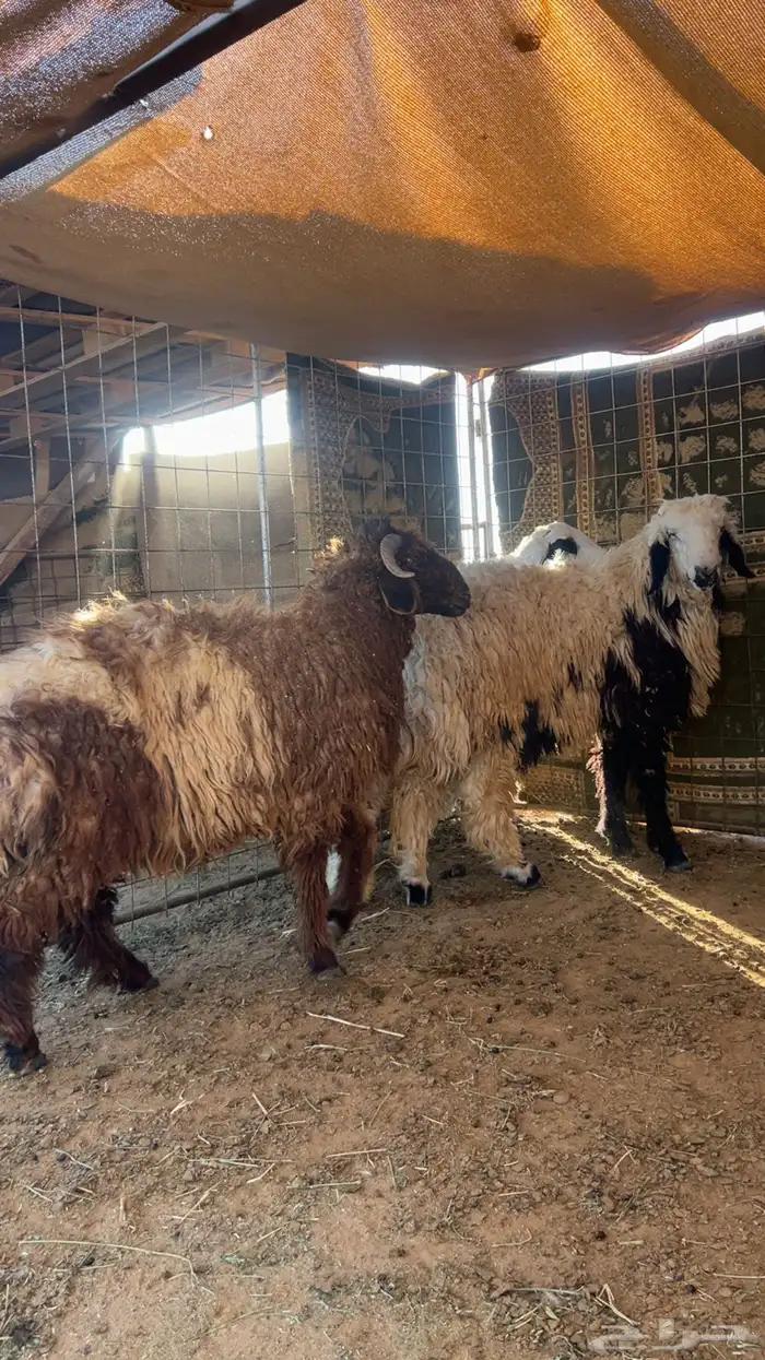 3 خرفان طيبات 3