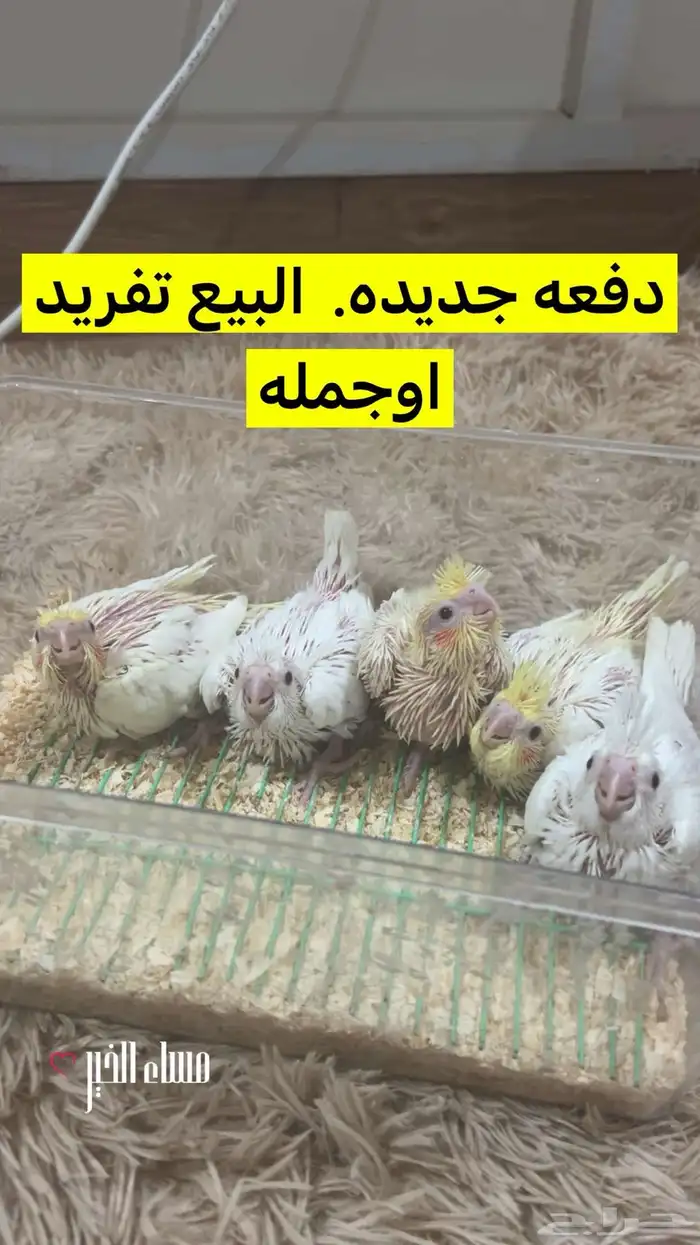 كروان غر. البيع تفريد او جمله 0