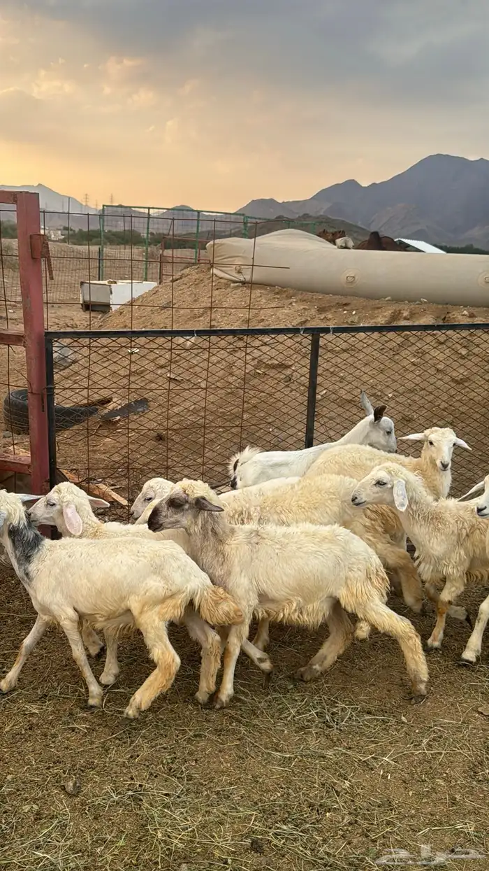 للبيع بهم حريات 9 روس ترييه من 720ريال 8