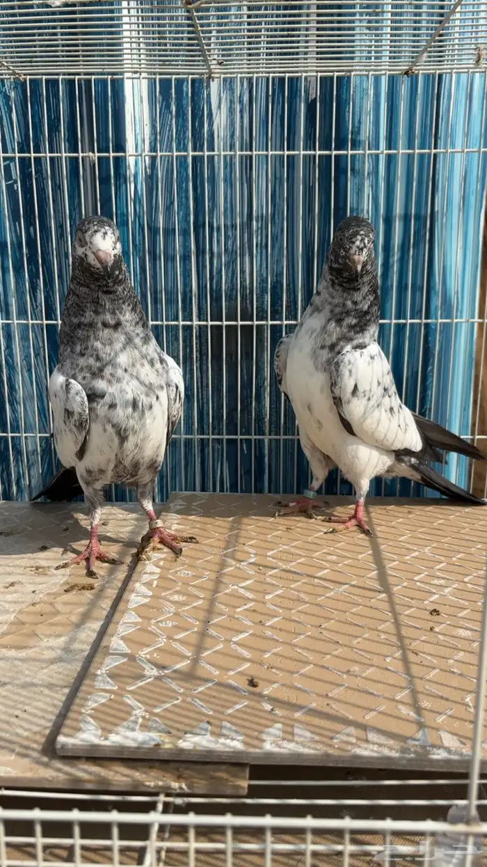 للبيع طبات تيدي فواخر قوية ووقفات كوبرا ( تم البيع ) 4