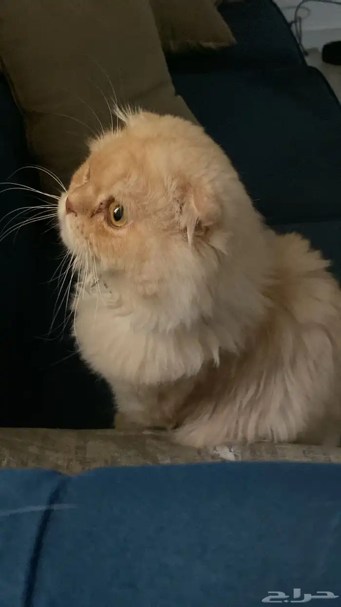 قط سكوتش للتبني 1