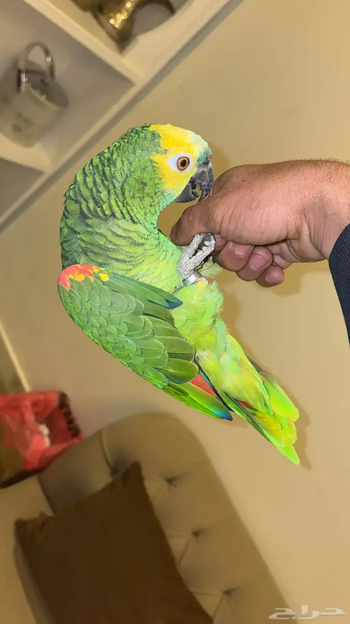 امزوني فرنتد اليف هدد.مع راعيه بكج كامل في الوجه 4