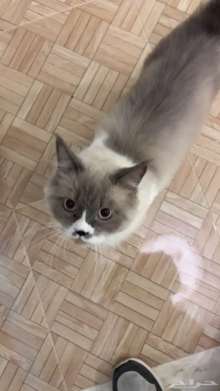 قطو هملايا للتبني 3