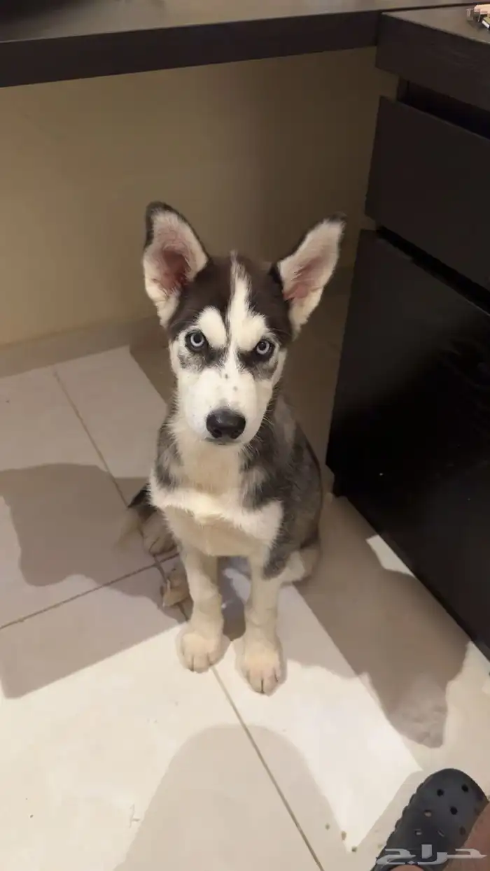 كلب هاسكي للبيع 2