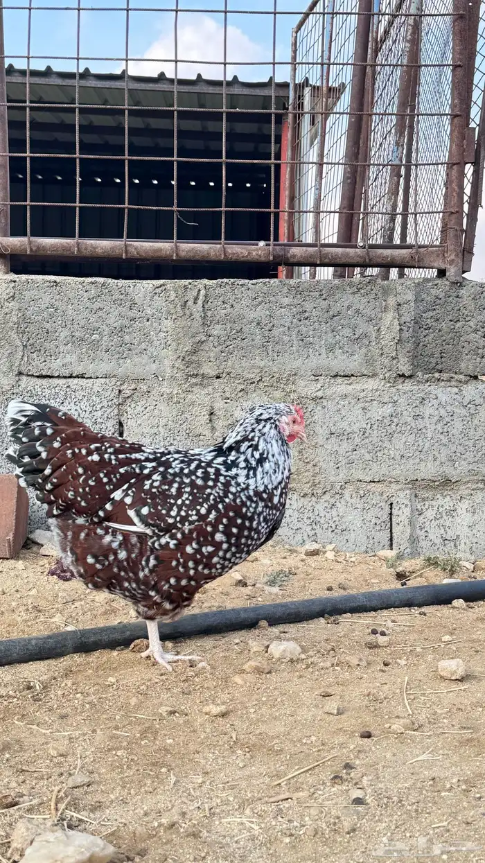 دجاج سوساكس 9