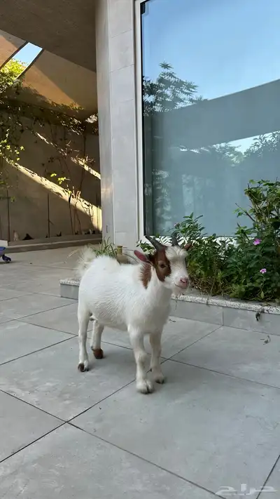 ماعز قزم index