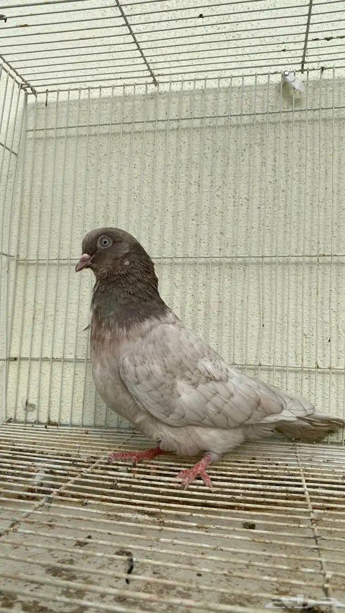 حمام قلاب كوره ألوان نوادر 2