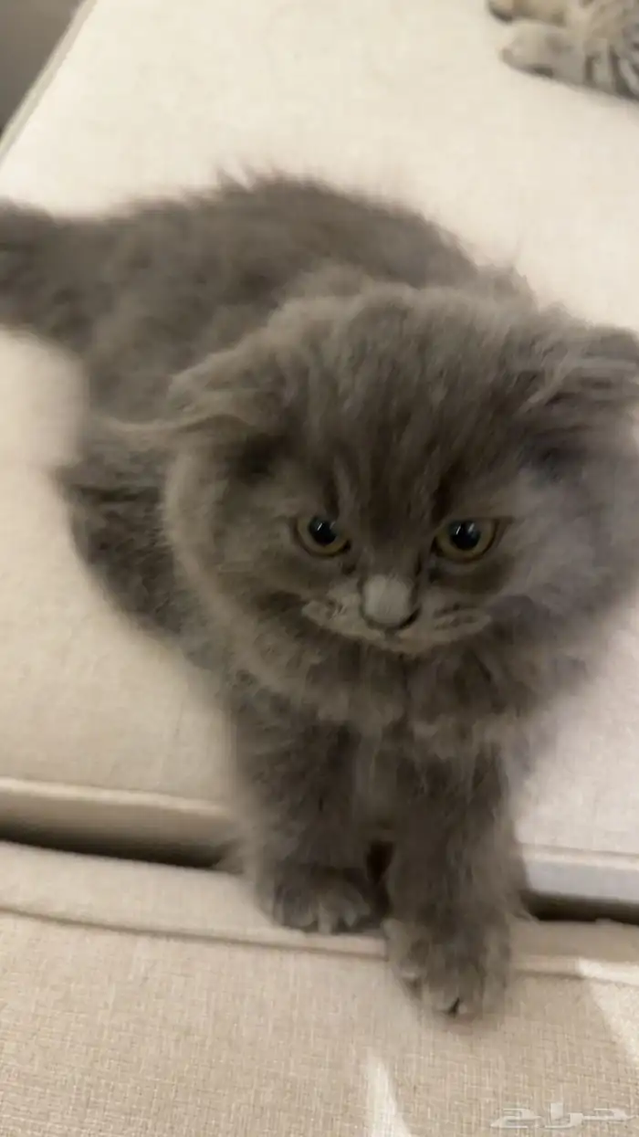 قطط صغيرة شهر ونص 2