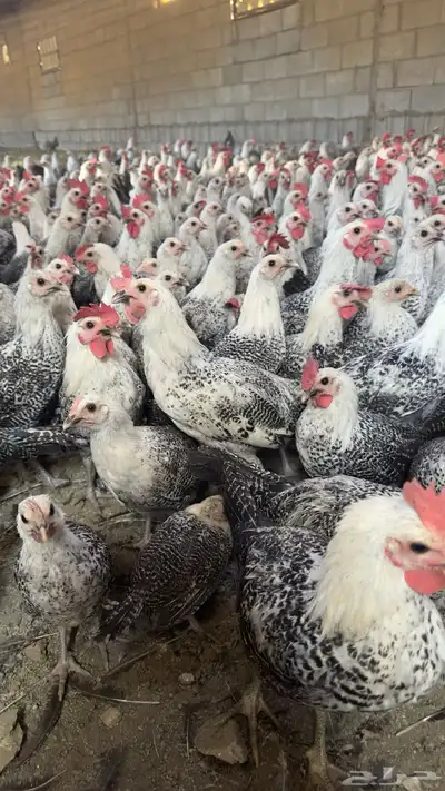 ديكة فيومي index