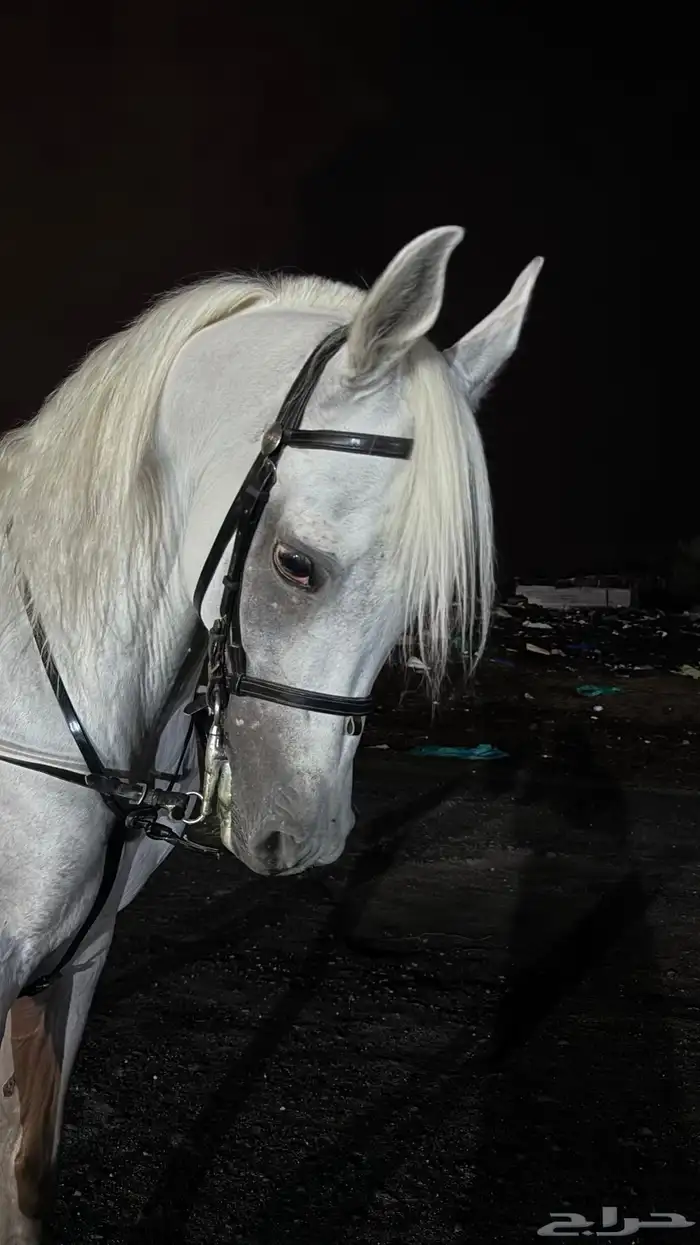 حصان مصري بيور 1