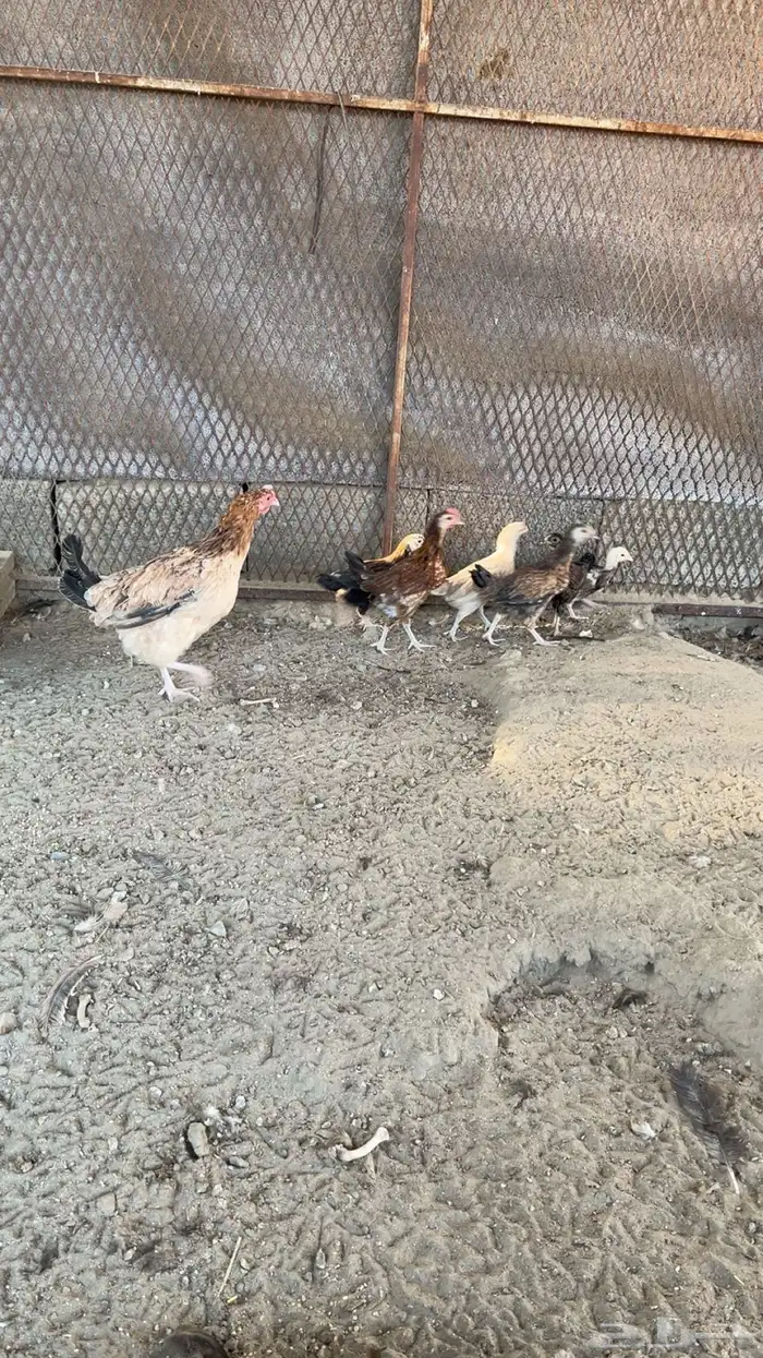 يوجد دجاج مفرخ ودجاج بياض حضان بلدي 12