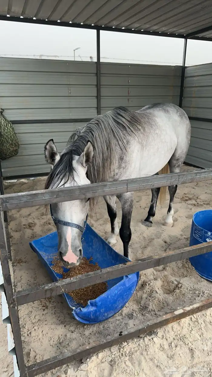 مربط نوادر الخيل 3