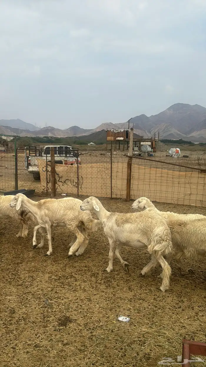 للبيع رخال صنف 9 روس بي فحلها حرش مضاريع 16