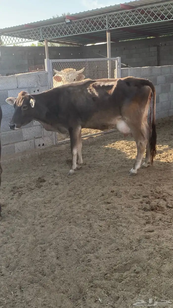 للبيع بقره مع عجل 0