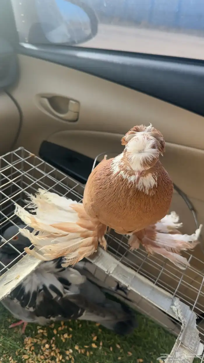 حمام كشكشي 3