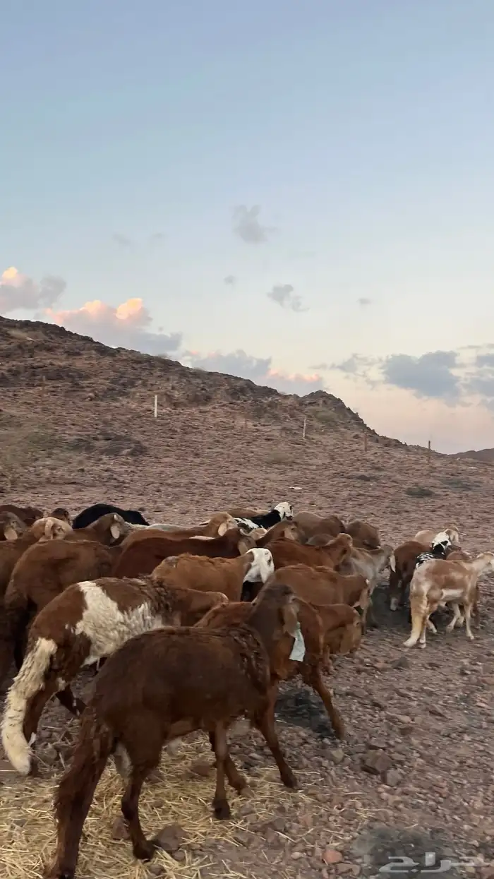 طليان سواكن حمري جادعان مرابى شرط مناسبات زواجات 1