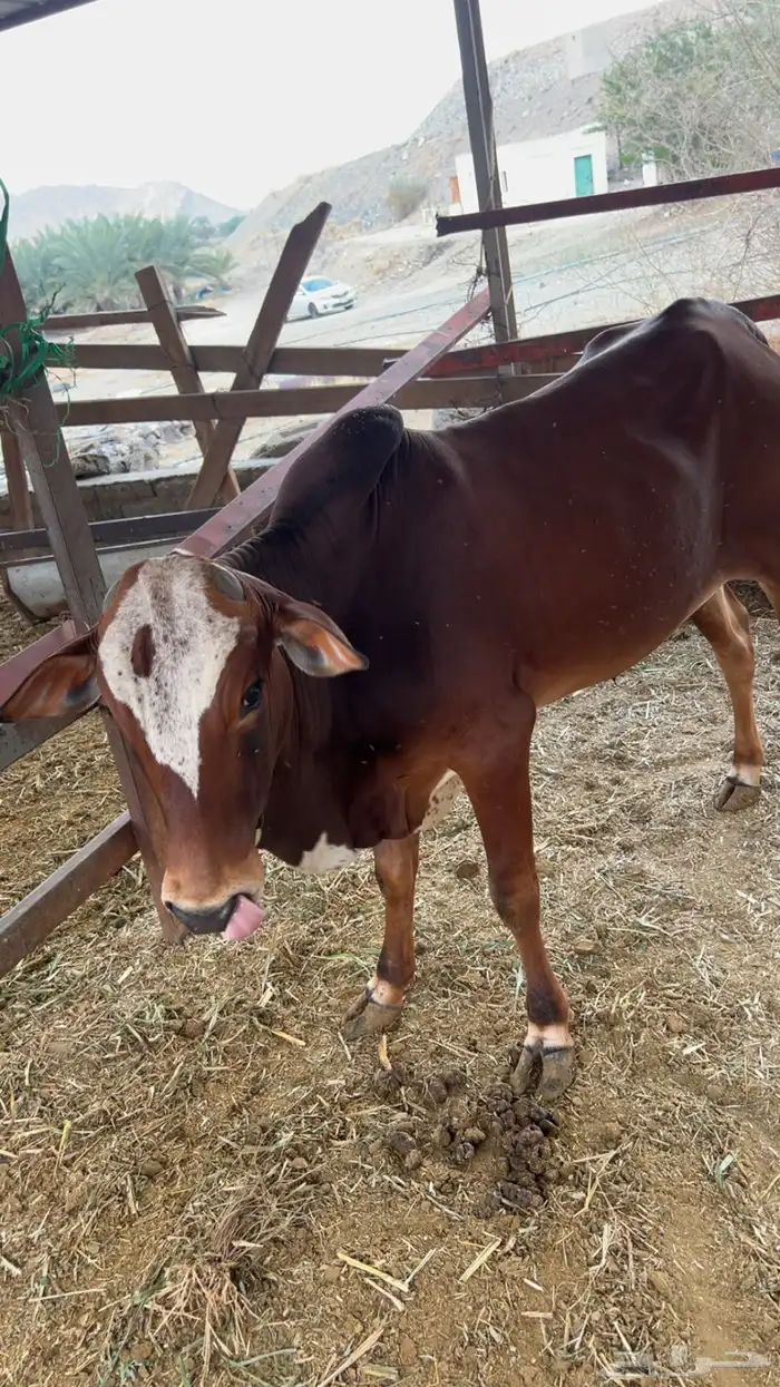 حسيل بلدي للبيع العمر 10شهور البيع على السوم 3