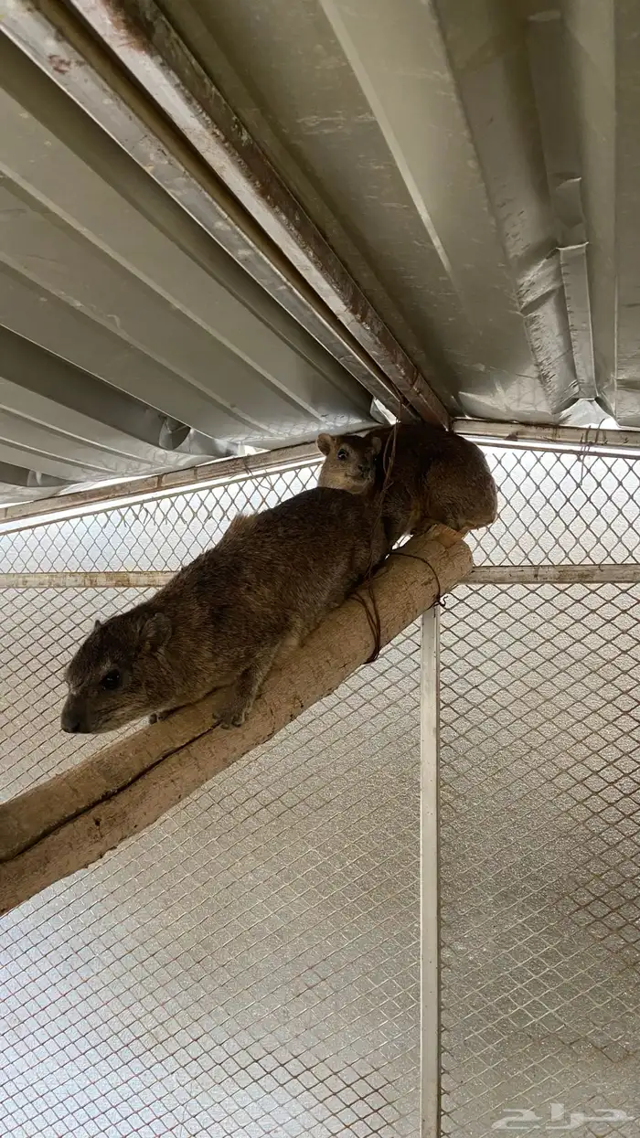 وبر ان بر يه 3