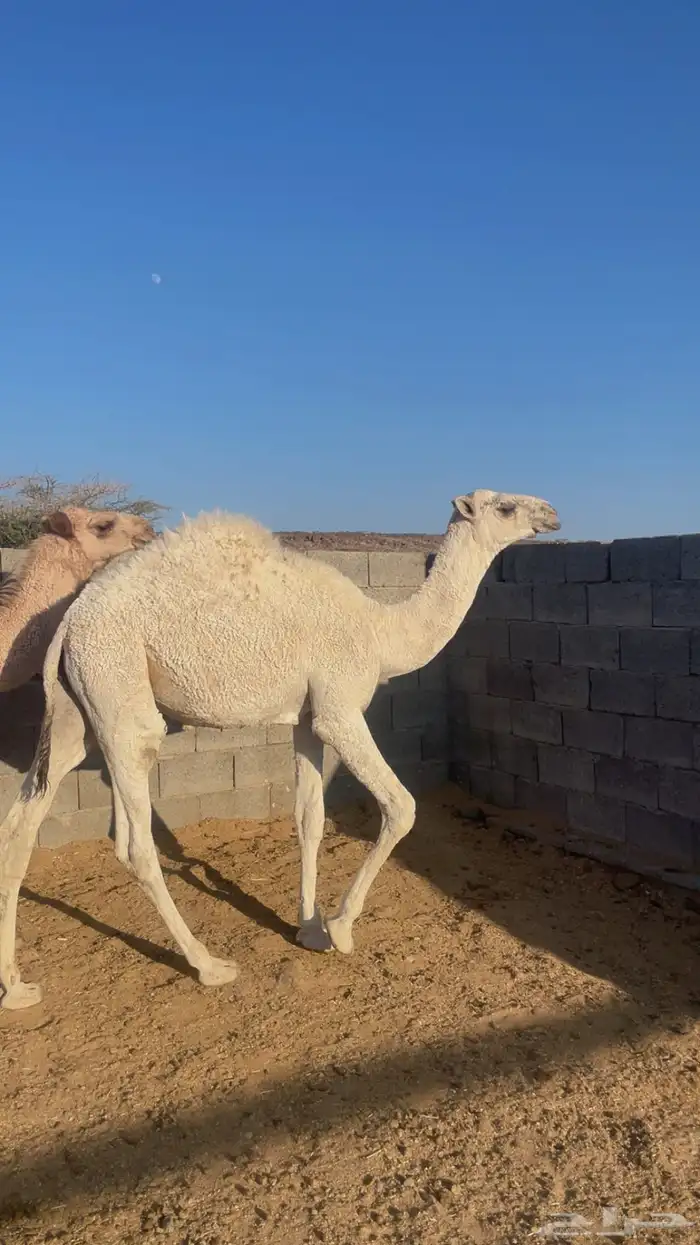 قعود لباني على الحليب ( تم البيع) 2